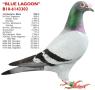 B10-6143303 Blue Lagoon