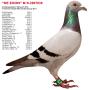 B10-2007030 De Zoon