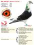 B16-2065792 “Kleine Caesar”