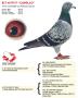 BE17-4197517 “Camillo”