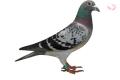 "New Jens" B10/3020896