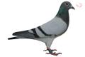 "Loulou" B11/9097009