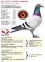 B16-3122016 “Olympic Chantal”