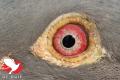 Het oog van de winnares B17-6183822.