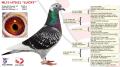 NL15-1673622 “Lucky”