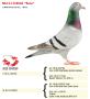 NL15-1234046 “Solo”
