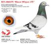 B19-4060375 “Blauw Witpen 375”