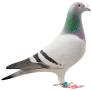 B11-5035053 ''Kaylan''