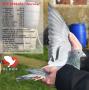 B19-2086451 “Aurelie”
