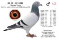 B09-5013042 Blauwe Turbo