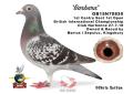Winner GB15N70830 "Barbara"