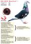 B20-4118155 “Black Freck”