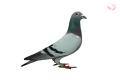 "Conar" B10/4284640
