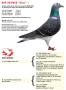 B19-2039650 “Ona”