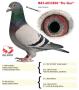 BE03-6032858 "De Gus"