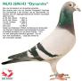 NL93-2696143 "Dynamite"