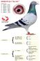 Considered by many as the best pigeon of Europe at the moment...