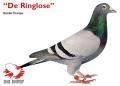 De legendarische “Ringlose”