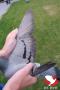 BE14-2173219 "Zwarte Weduwe"