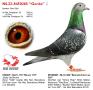 NL22-8450265 “Gerda”