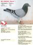 B23-5005656 “Mette”