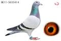 “Simsek” B11/5035414