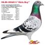 08-3856813 Ablis-Boy