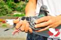 B15-3058337 ''NAIRO'' (Fotografie: Yellow Pigeons)