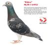 NL90-1164925 RIKKIE