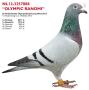 NL12-3257088 Olympic Ranomi