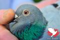 B12-4010390 (fotografie: Yellow Pigeons)