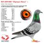 B19-6091088 “Olympic Elena”