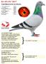 B16-6024158 “Safi”