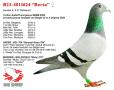 B23-4013624 “Berta”