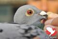 kop ''Lucky 107'' (foto's: Yellow Pigeons)