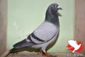 BE14-6097904 "Bandiet"